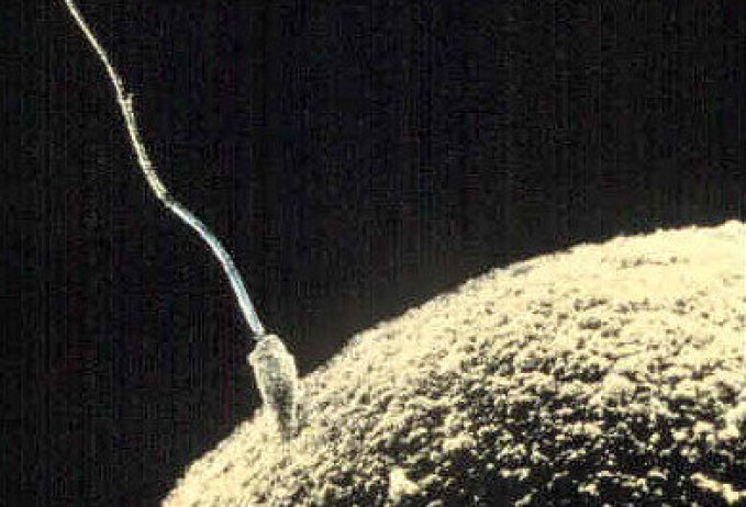 Photo : fécondation d&apos;un ovule par un spermatozoïde humain