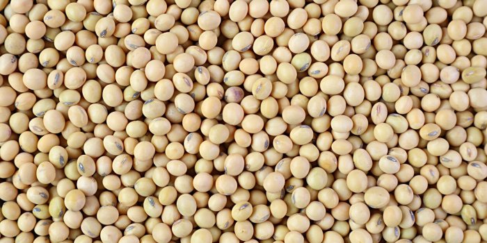 top view of heap of dried soybeans for backdrop or banner