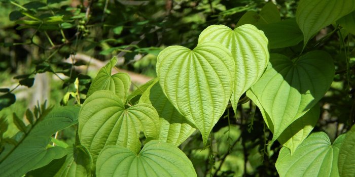 wild yam (dioscorea villosa) leaves in early summer