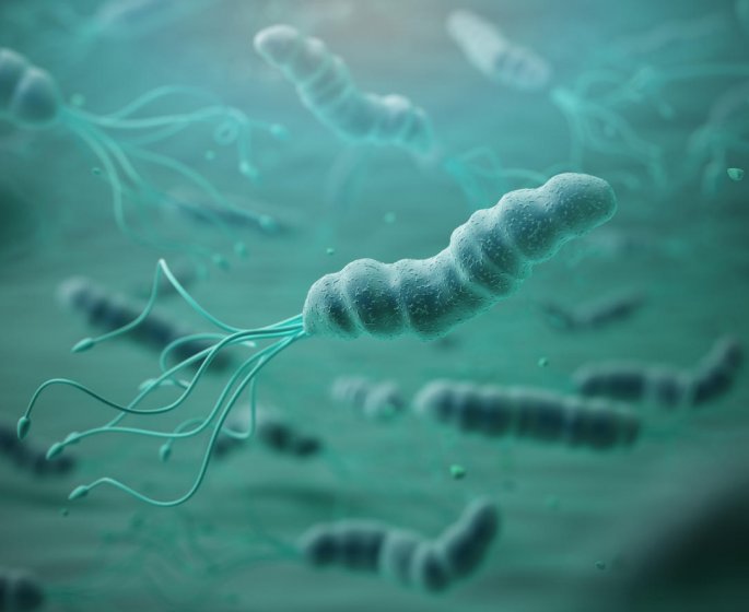 Helicobacter pylori et cancer : quel lien ?