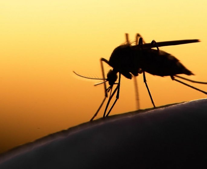 Moustiques : les bons gestes pour eviter leur proliferation