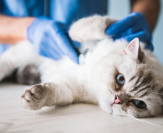 Respiration difficile : votre chat peut souffrir d-allergie