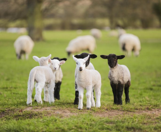Hybride humain-mouton : en quoi il pourrait aider lors des greffes d-organes