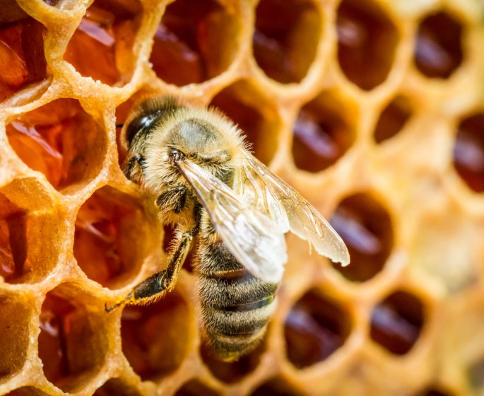 Glyphosate dans du miel : le parquet de Lyon ouvre une enquete
