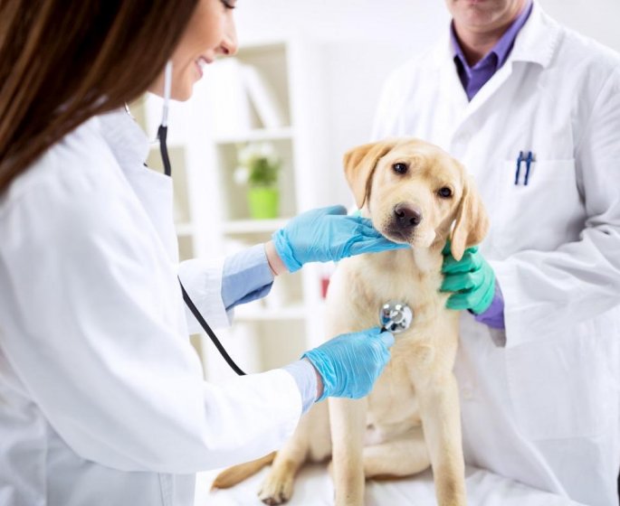 Et si nos chiens etaient a l’origine des prochaines epidemies de grippe ?