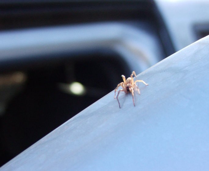 Recluse brune : les choses a savoir pour eviter de se faire mordre par cette araignee