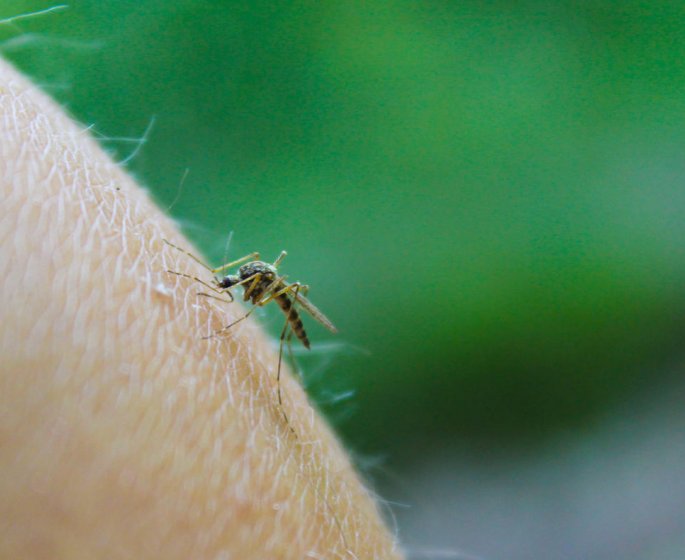 Nice : 3 personnes infectees par un virus transmis par les moustiques