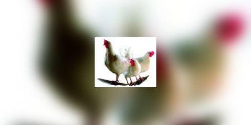 Grippe aviaire : jusqu-ou ira-t-elle ?