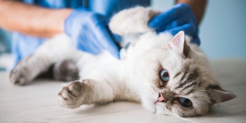 Respiration difficile : votre chat peut souffrir d-allergie