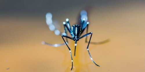 Un cas de dengue pres de Toulouse declenche une operation de demoustication