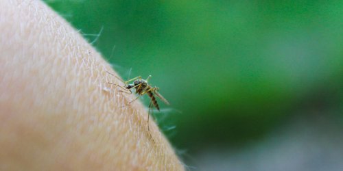 Nice : 3 personnes infectees par un virus transmis par les moustiques