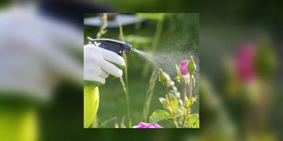 gros plan mains femelle pulvérisation jardinage plante roses gros plan mains femelle pulvérisation jardinage plante roses
