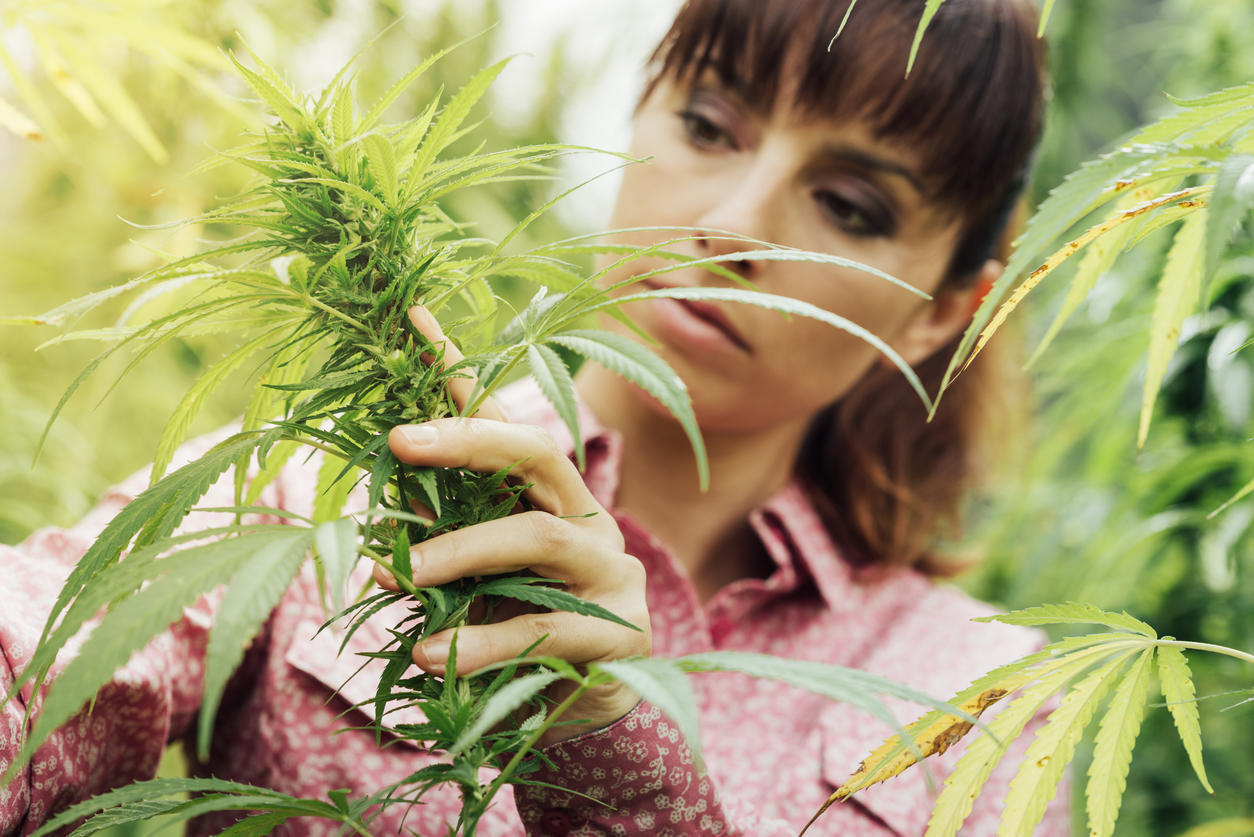 Le cannabis comme antidouleur : plus de mal que de bien ?
