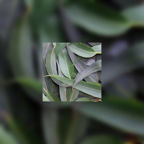 Contre le rhume, essayez les inhalations d'eucalyptus