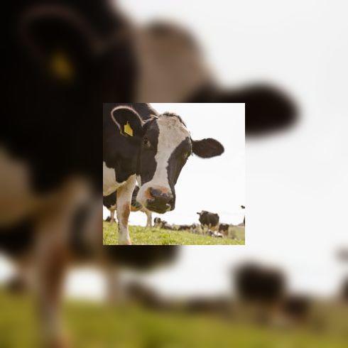 Les farines animales pourraient bien être réintroduites !