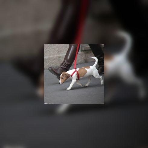 Mon chien a besoin d’un collier et d’une laisse : lesquels choisir ?