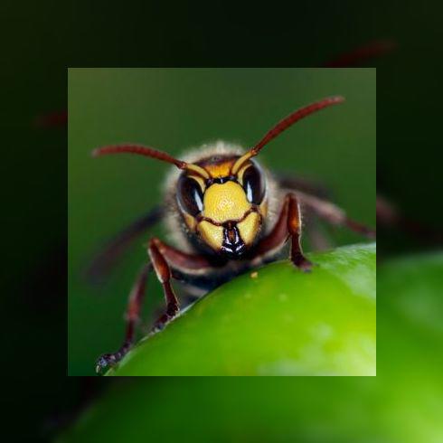 Piqûre de frelon : grave ou pas ?