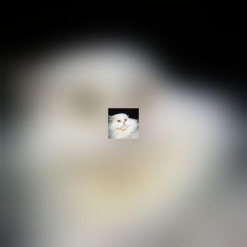 Quel est votre chat idéal ?