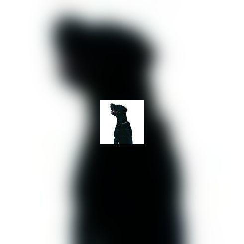 Chiens et chats: Perdus, trouvés...