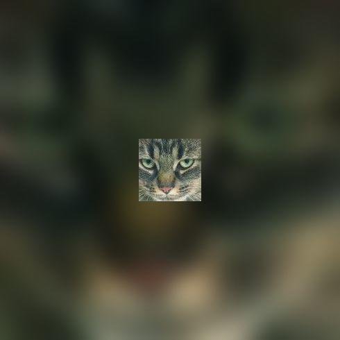 Effets secondaires: un risque lors de la vaccination de votre chat?