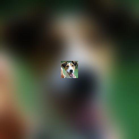 Mon chien est allergique !