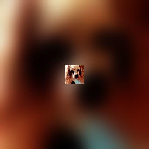 Ils parasitent l'intestin de nos chiens et chats : les protozoaires (2e partie)