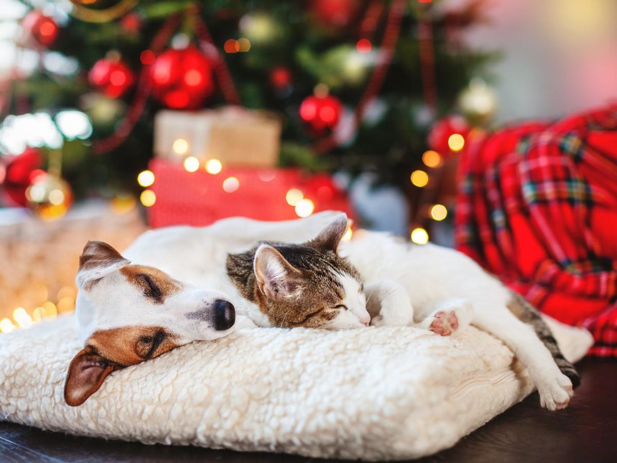 Noël, nouvel an et vos chiens et chats
