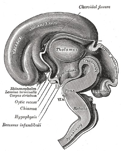 L’hypothalamus trompé par les hormones de la pilule ?