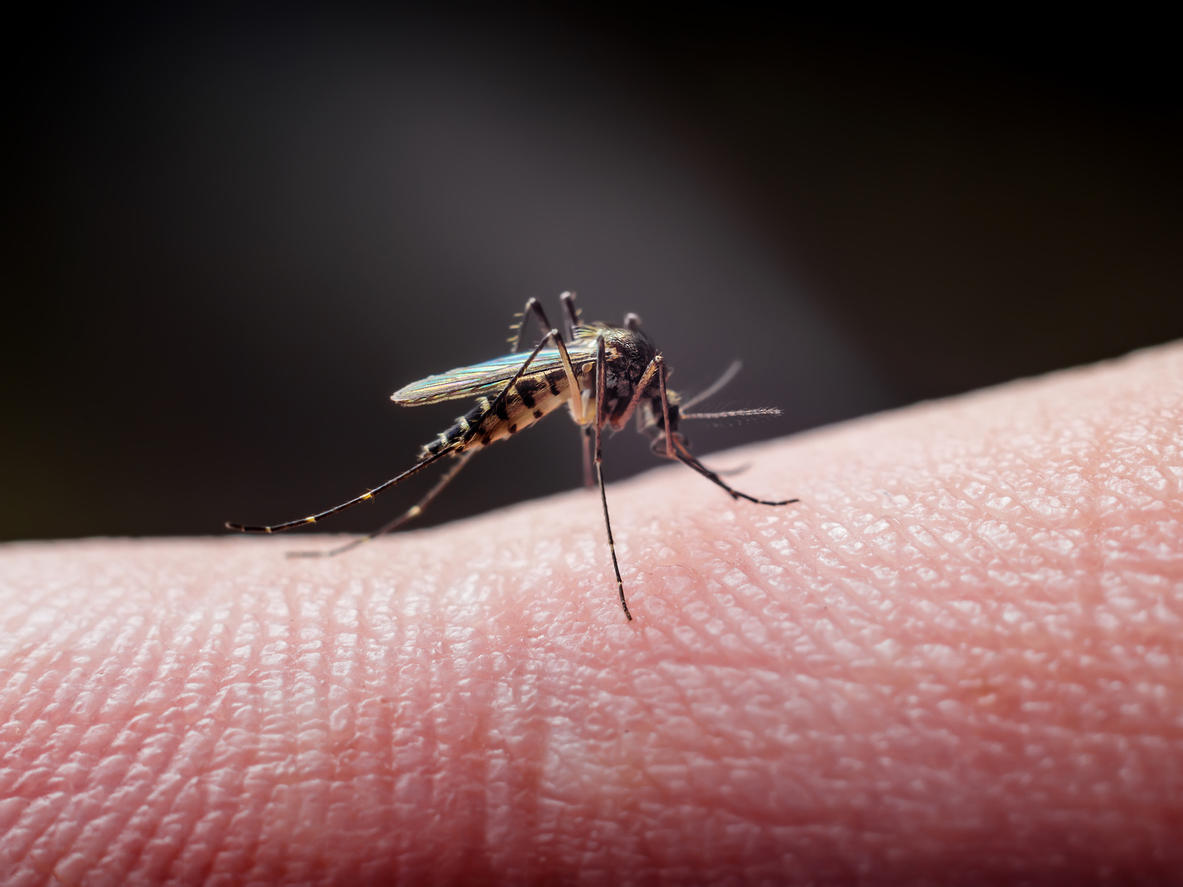 Piqure De Moustique Les Pommades A Choisir En Cas D Allergie