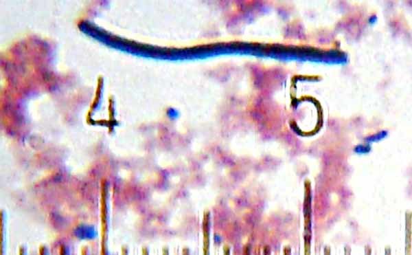 Image d&apos;une Lactobacillus delbrueckii subsp. bulgaricus