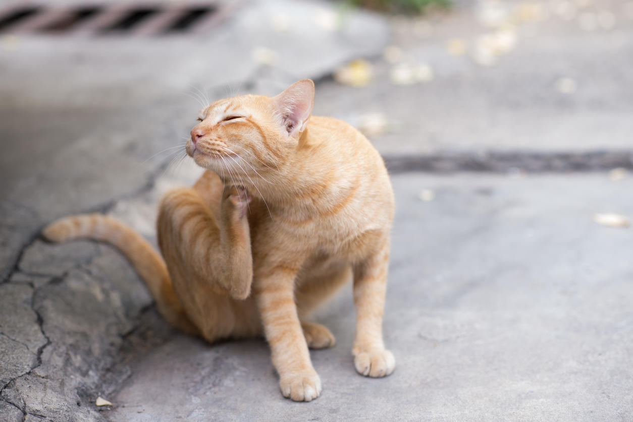 Comment Reconnaitre Une Piqure D Aoutat Chez Le Chat
