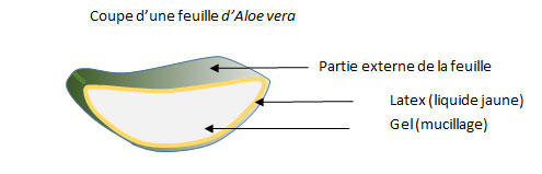 Latex d'Aloe vera : surdosage et d&eacute;gats &agrave; long terme