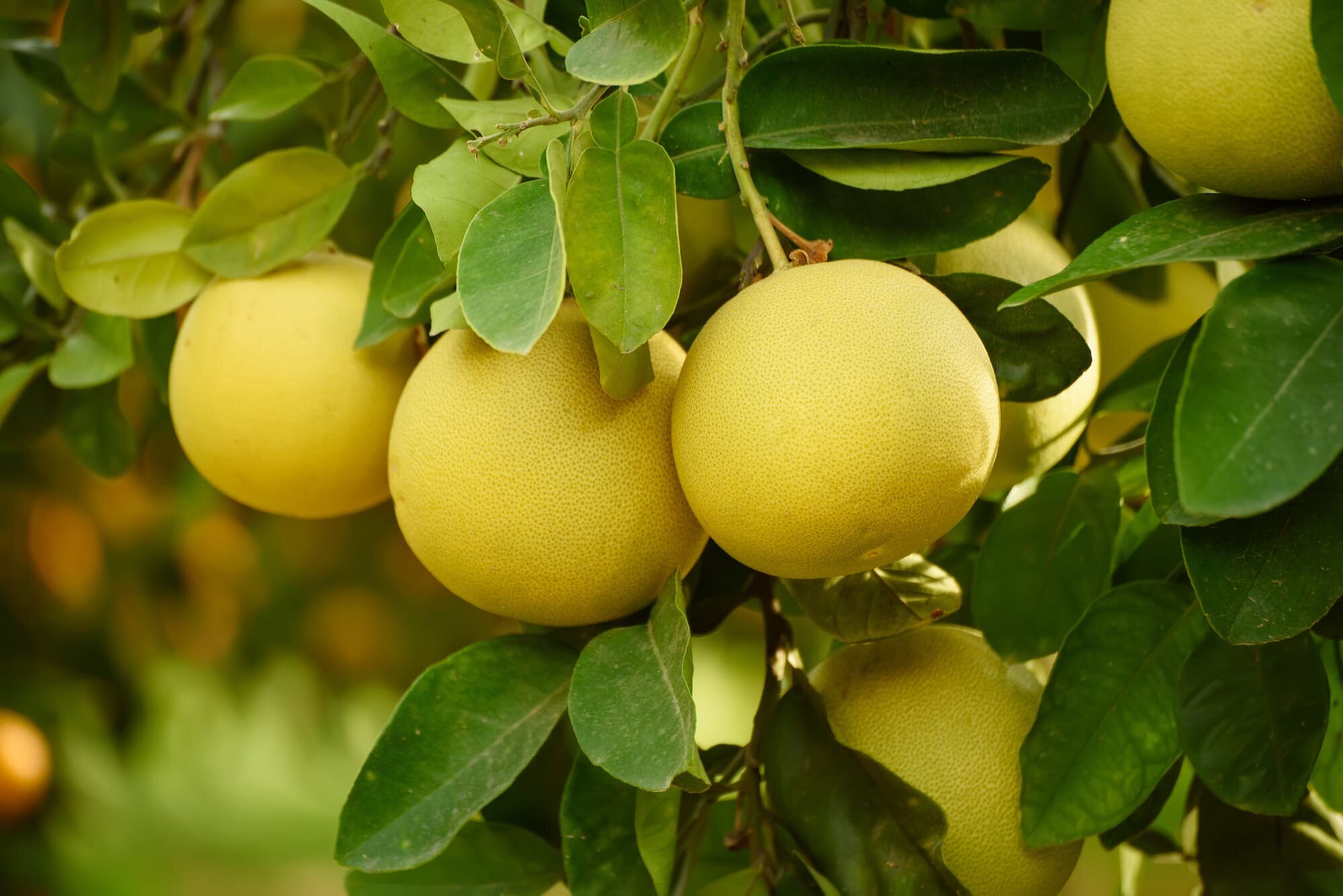 Nutrition : les bienfaits prodigieux du pomelo
