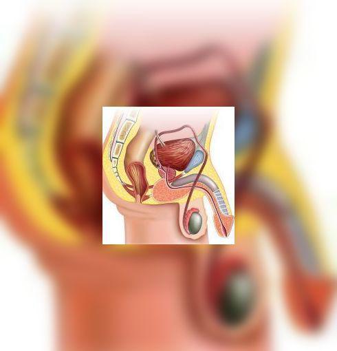 Affections Des Organes Genitaux Chez L Homme Toutes Les Informations A Connaitre Sur Les Affections Des Organes Genitaux Chez L Homme Affections Des Organes Genitaux Chez L Homme Toutes Les Informations A Connaitre Sur Les Affections Des Organes Genitaux Chez L Homme
