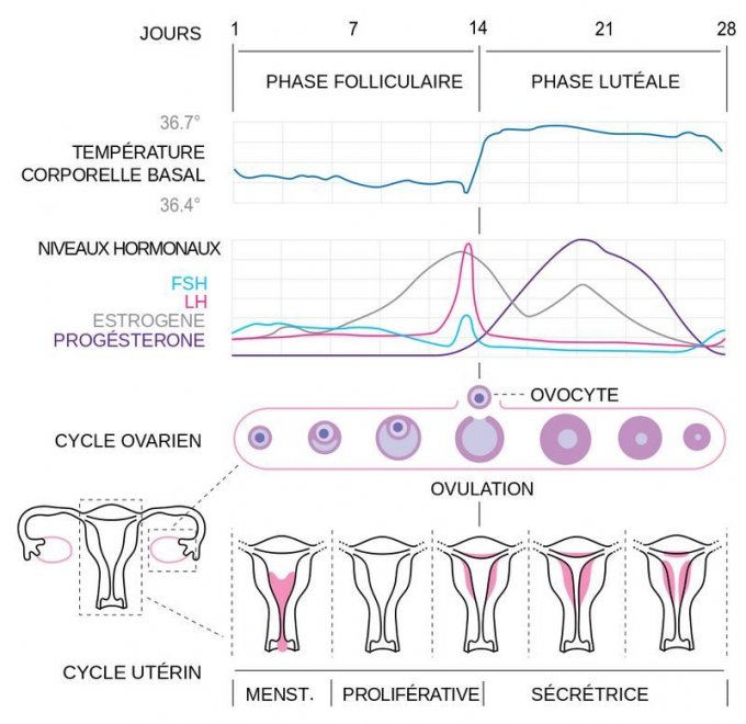 Infographie : le cycle menstruel en image