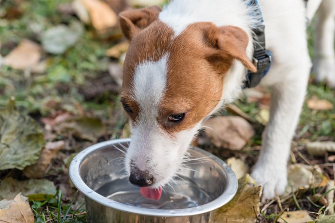 Votre chien aussi peut avoir du diabète