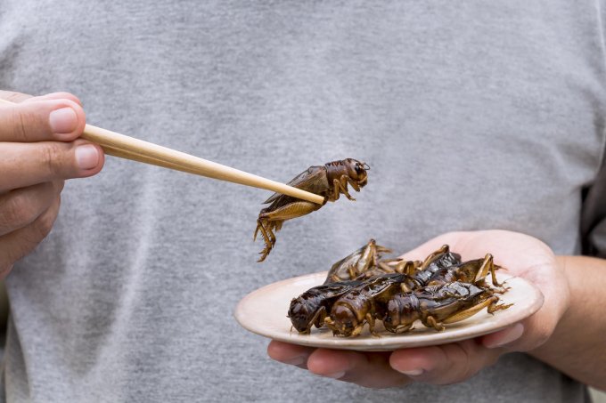 Les insectes que vous pourriez bientôt manger
