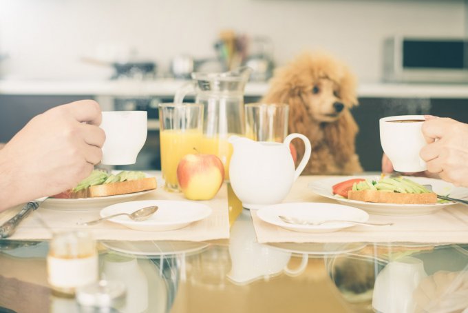 Ces aliments interdits dangereux pour votre chien