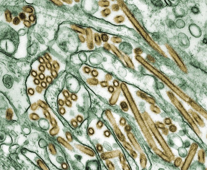Photo du virus de la grippe A