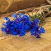 Bleuet
