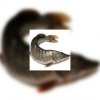 Brochet