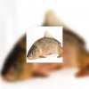 Carpe