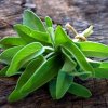 Sauge (salvia officinalis)