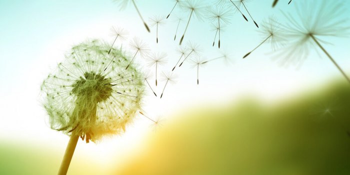 dandelion seeds blowing in the wind across a summer field background, conceptual image meaning change, growth, movement a...