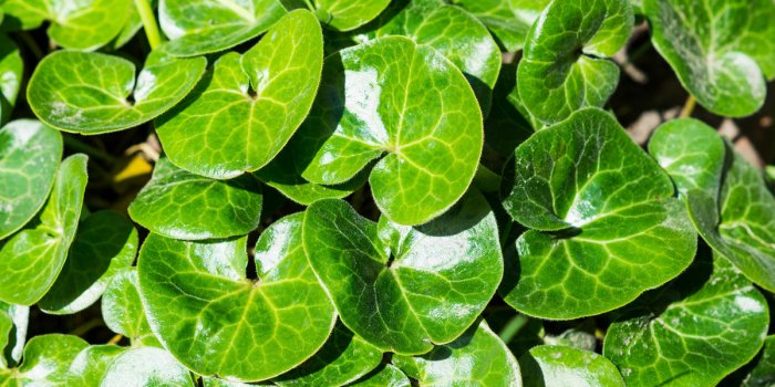 Bronchite, toux : 5 infusions qui aident à protéger les poumons