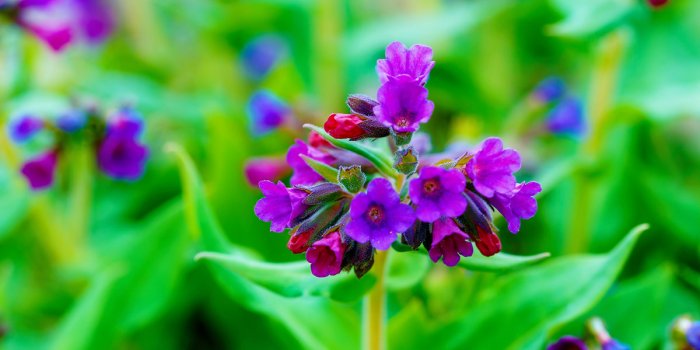 Bronchite, toux : 5 infusions qui aident à protéger les poumons