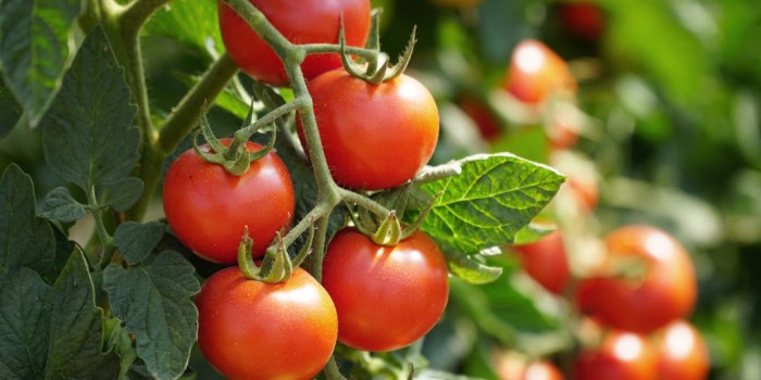Maladie dégénérative : ces aliments colorés protégeraient les femmes