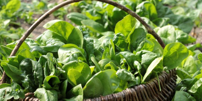 Maladie dégénérative : ces aliments colorés protégeraient les femmes