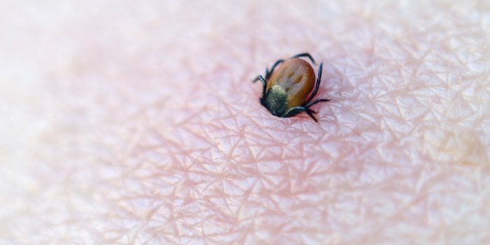 Tiques : 10 erreurs à ne plus faire pour éviter les morsures