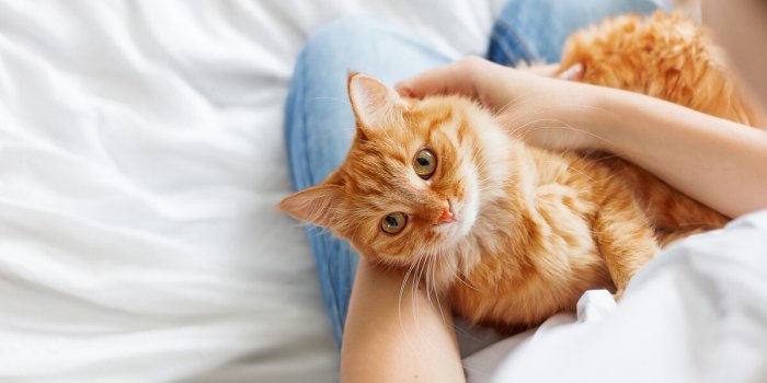 cute ginger cat lies on woman's hands the fluffy pet comfortably settled to sleep or to play cute cozy background with pl...